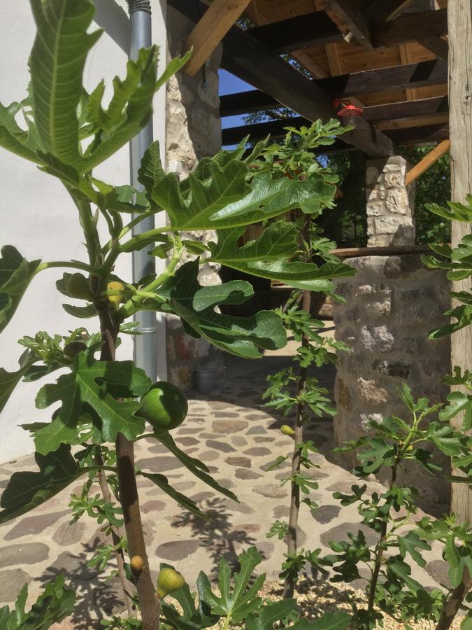Vitamin B63 Vendeghaz بولدوجكوفارالجا المظهر الخارجي الصورة